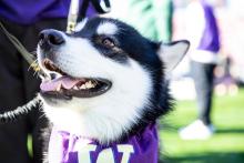 Close up of Dubs wearing a W jersey and panting at something off camera.