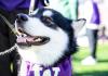 Close up of Dubs wearing a W jersey and panting at something off camera.